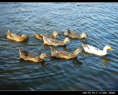 Image 11: http://farm1.static.flickr.com/52/368947067_a47d271cd7.jpg?v=0